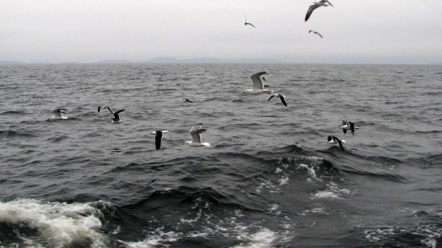 © Фото: &quot;Елизавета Шагалова, «Мир 24»&quot;:http://mir24.tv/, чайки, белое море, море
