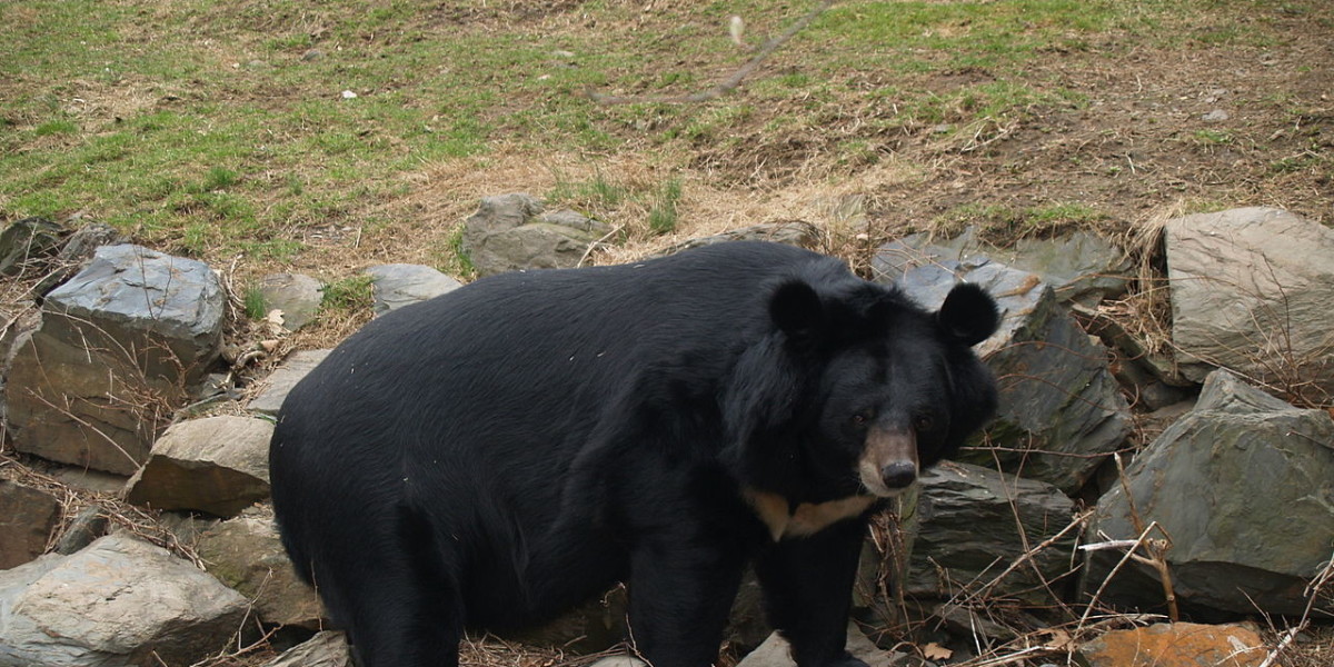 Медведь приморском крае. Гималайский медведь в Уссурийской тайге. Гималайский медведь дальнего Востока. Гималайский медведь Приморье. Белогрудый медведь.