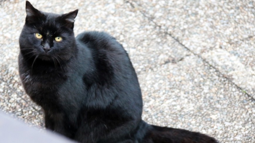 Фото: Мария Чегляева, &quot;«МИР 24»&quot;:http://mir24.tv/, черная кошка, кот, кошка