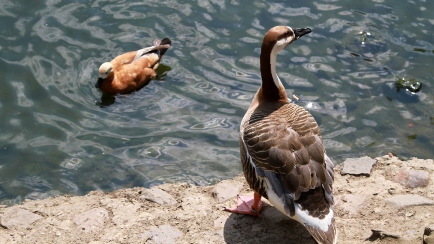 Весна на водоемах: как животные и птицы ведут себя в паводки