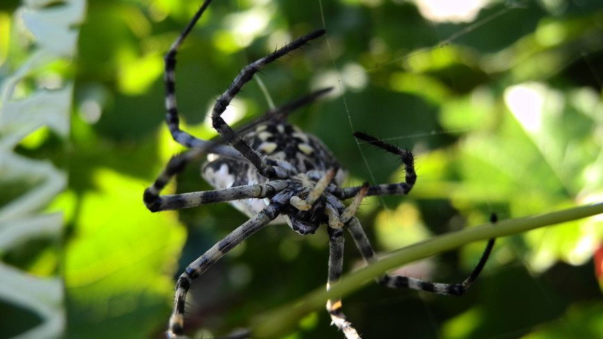 Яд паука оказался способен спасти нервные клетки от гибели