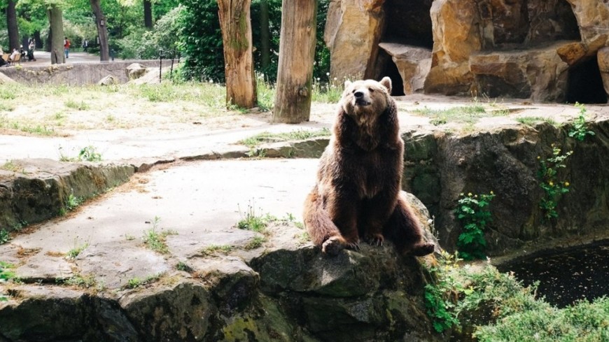 Фото: Елизавета Шагалова, &quot;«МИР 24»&quot;:http://mir24.tv/, зоопарк, медведь