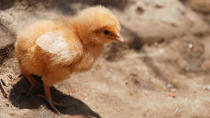 В Индии на свет появился цыпленок с четырьмя лапами