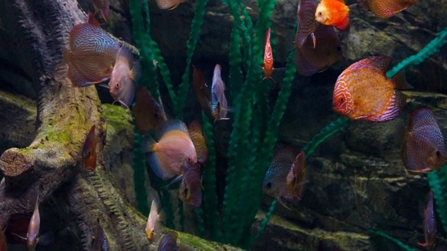 Фото: Елизавета Шагалова, &quot;«МИР 24»&quot;:http://mir24.tv/, аквариум, рыбы