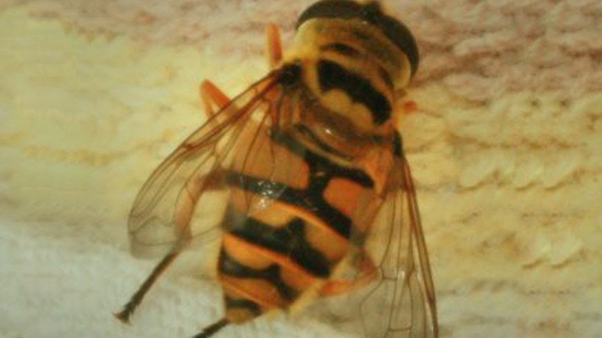 Фото: Елена Андреева &quot;«Мир24»&quot;:http://mir24.tv/, пчела