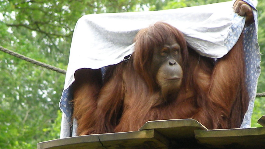 Популяция орангутанов на индонезийском Борнео сократилась вдвое