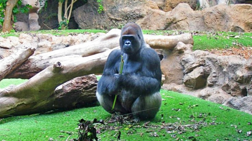 Фото: Екатерина Дегтерева (МТРК «Мир») &quot;«Мир 24»&quot;:http://mir24.tv/, горилла, зоопарк, животные