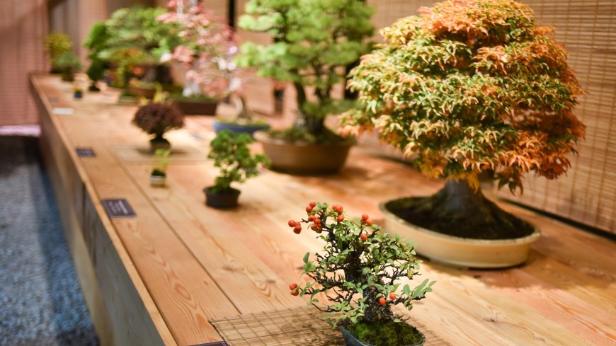 Столетняя японская слива-бонсай зацвела в Ботаническом саду Москвы