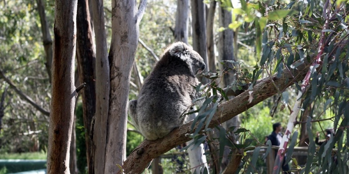 Коала живет в австралии. Гигантская коала. Гигантские коалы вымершие. Гигантская коала Австралия. Австралийский медведь вымерший.