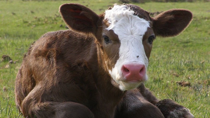 Редкий феномен: в Бразилии родился двухголовый теленок (ВИДЕО)