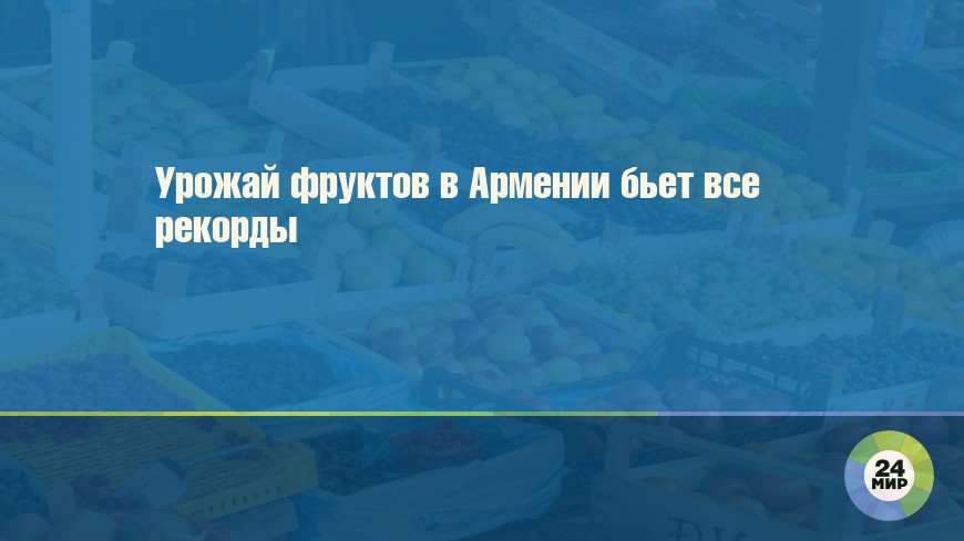 Урожай фруктов в Армении бьет все рекорды