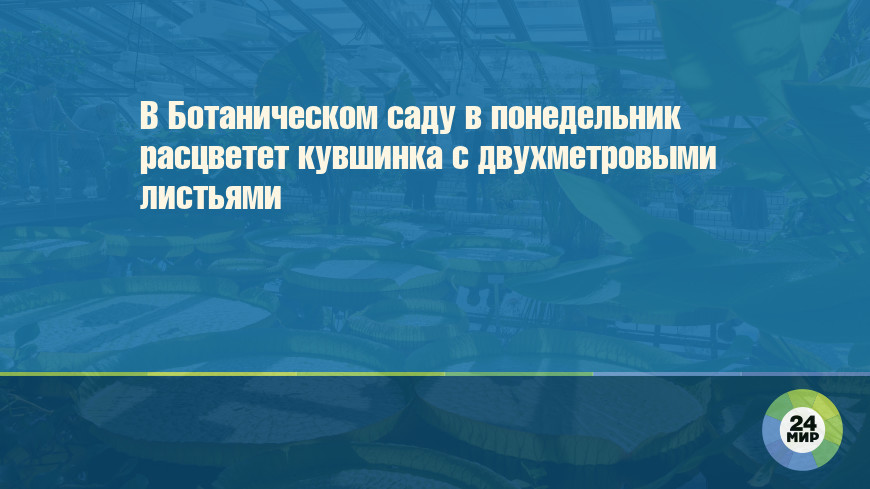 В Ботаническом саду в понедельник расцветет кувшинка с двухметровыми листьями