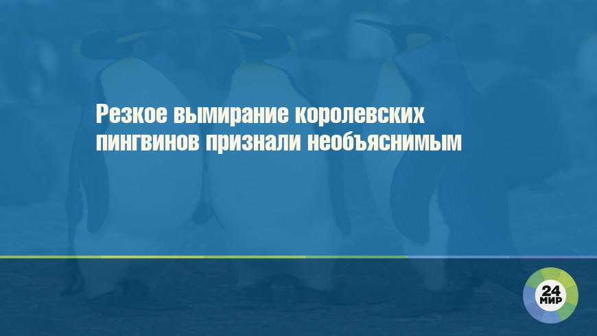 Резкое вымирание королевских пингвинов признали необъяснимым