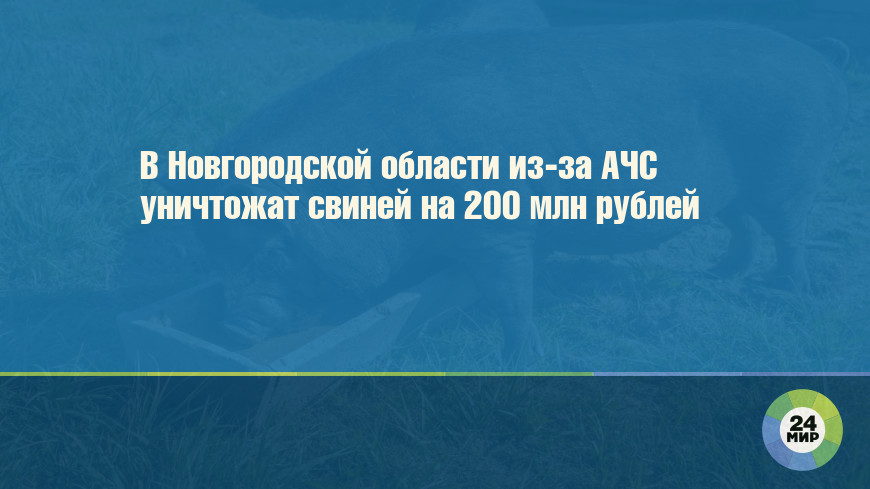 В Новгородской области из-за АЧС уничтожат свиней на 200 млн рублей