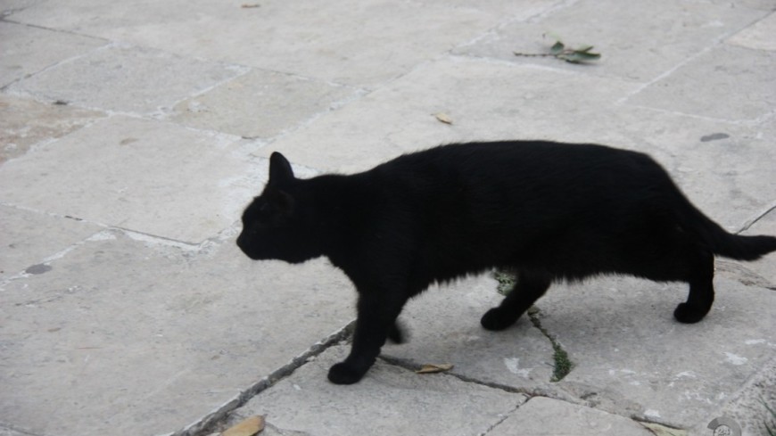 Фото: Мария Чегляева, &quot;«Мир 24»&quot;:http://mir24.tv/, кот, черная кошка, кошка, приметы, гадания, мистика