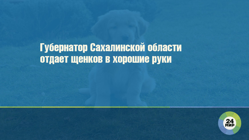 Губернатор Сахалинской области отдает щенков в хорошие руки