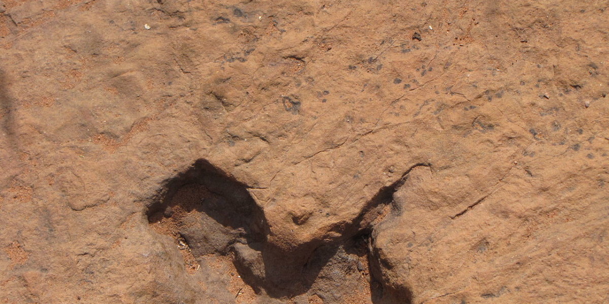 След динозавра в горной породе. Окаменелые следы динозавров. Койтендаг Туркменистан следы динозавров. Рогунская ГЭС следы динозавров. Следы динозавров в Копетдаге.