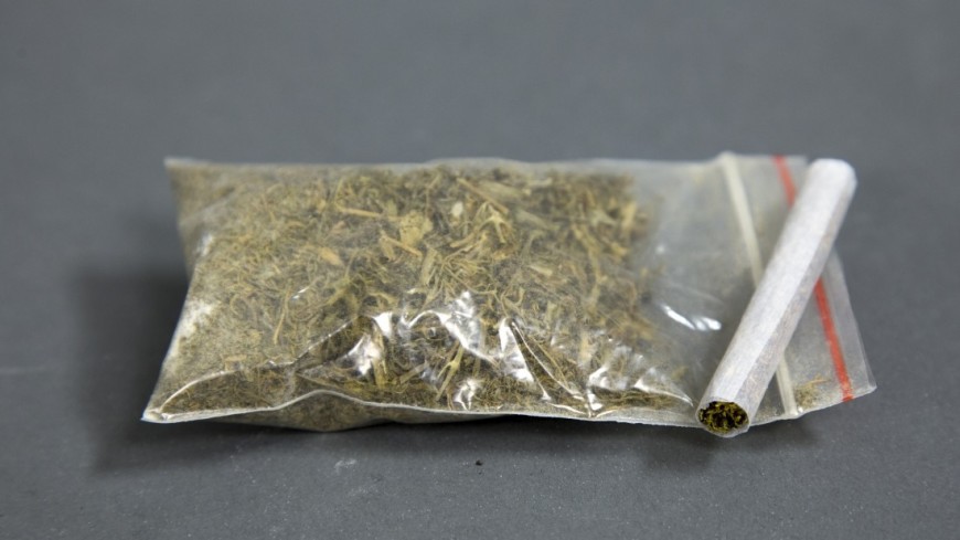 Наркотик трава марихуану как сажать семена