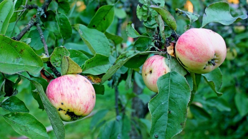 Фото: Дарья Никишина (МТРК «Мир») &quot;«Мир 24»&quot;:http://mir24.tv/, фрукты, сад, яблоки, яблоко