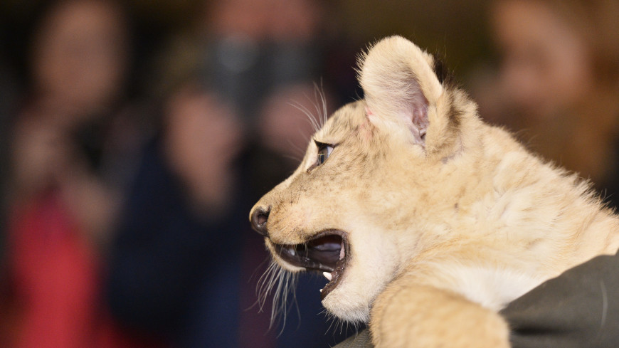 Найденные в Москве львята отправятся в Липецкий зоопарк