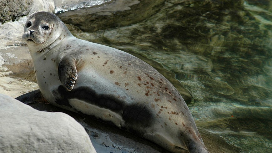 Худеем к лету: 80-килограммового тюленя ограничили в рыбе