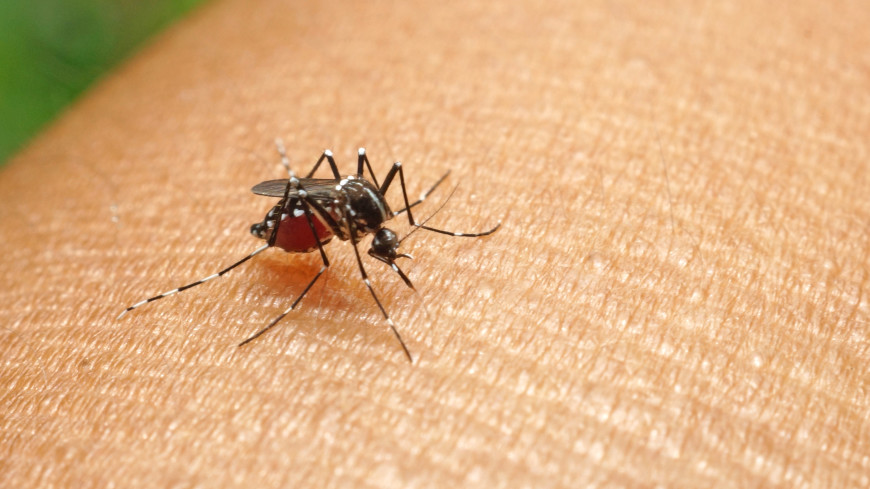 Инфекции передающиеся через укусы кровососущих насекомых. Инфекции через укусы насекомых.
