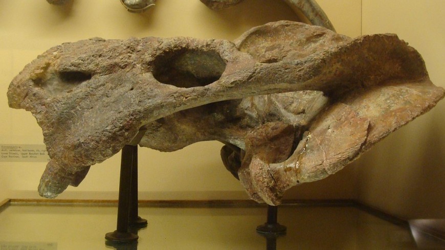 Древнейший родственник ящерицы проживал на 70 млн лет раньше