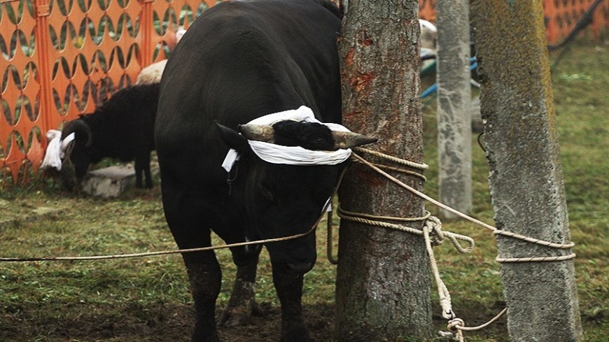 Фото: Сергей Гапон, &quot;«МИР 24»&quot;:http://mir24.tv/, бык, корова