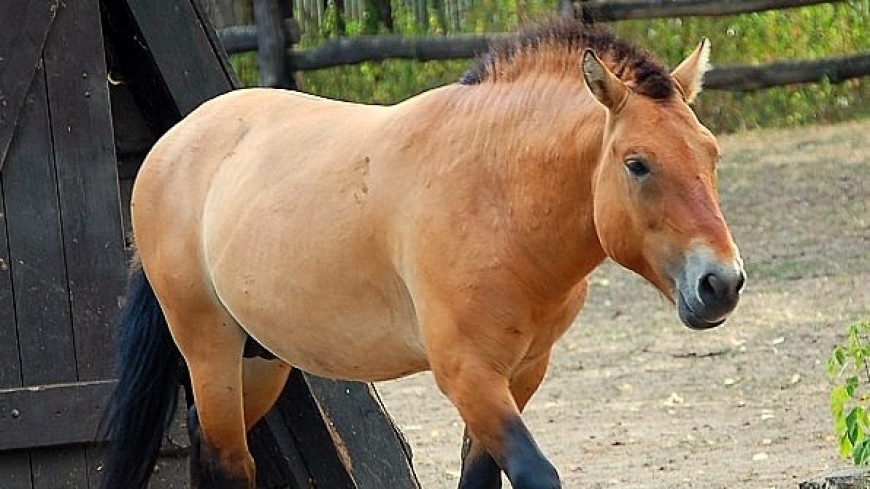 В Оренбурге выпущенная Путиным лошадь Пржевальского родила