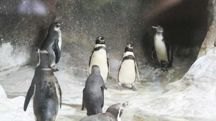 Фото: Татьяна Константинова, &quot;«Мир24»&quot;:http://mir24.tv/, пингвины