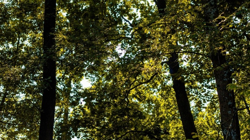Фото: Марина Дыкун (МТРК «Мир») "«Мир 24»":http://mir24.tv/, утро, санкт-петербург, питер, парк, петергоф, лес, деревья