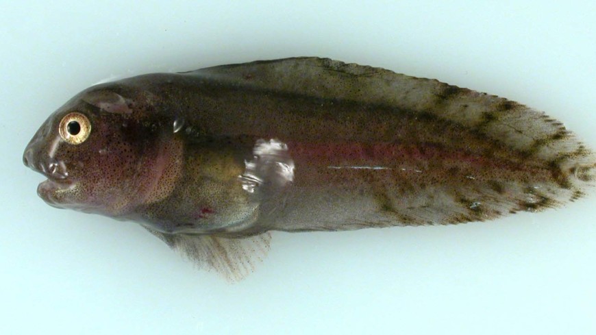 Полупрозрачные и без чешуи: на рекордной глубине найдены новые виды рыб