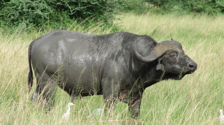 В ЮАР стадо буйволов спасло сородича от львов и крокодила (ВИДЕО)