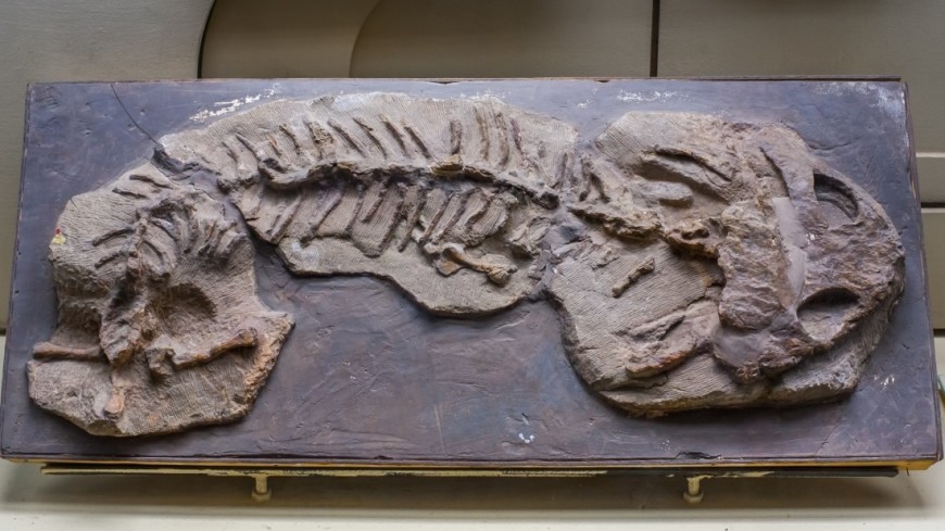 В Германии нашли останки доисторического монстра возрастом 150 миллионов лет