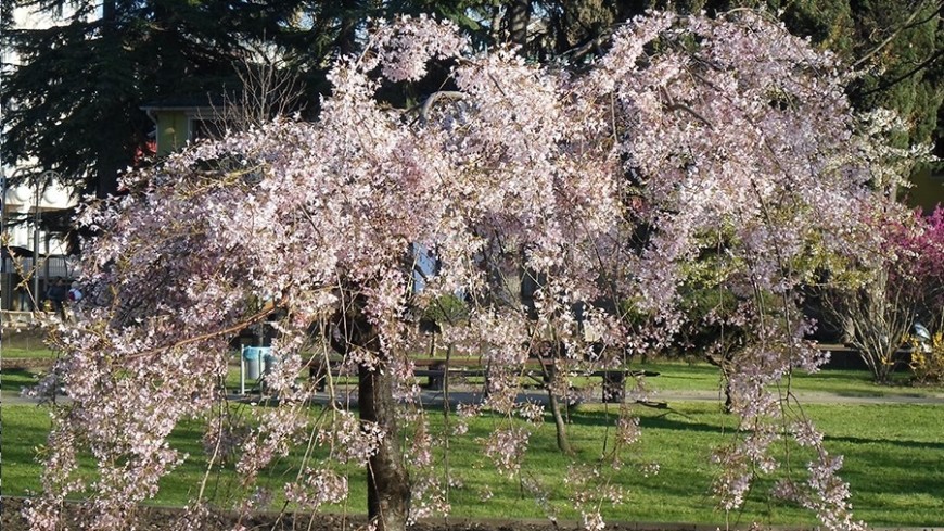 © Фото: Елизавета Шагалова, &quot;МТРК «Мир»&quot;:http://mir24.tv/, весна, сакура, цветет, цветущее дерево