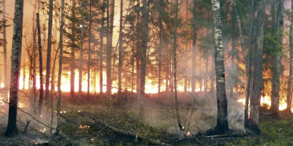 Пол леса. Ветер в лесу. Леса Марий Эл. Упали леса. Лесные пожары в Якутии.