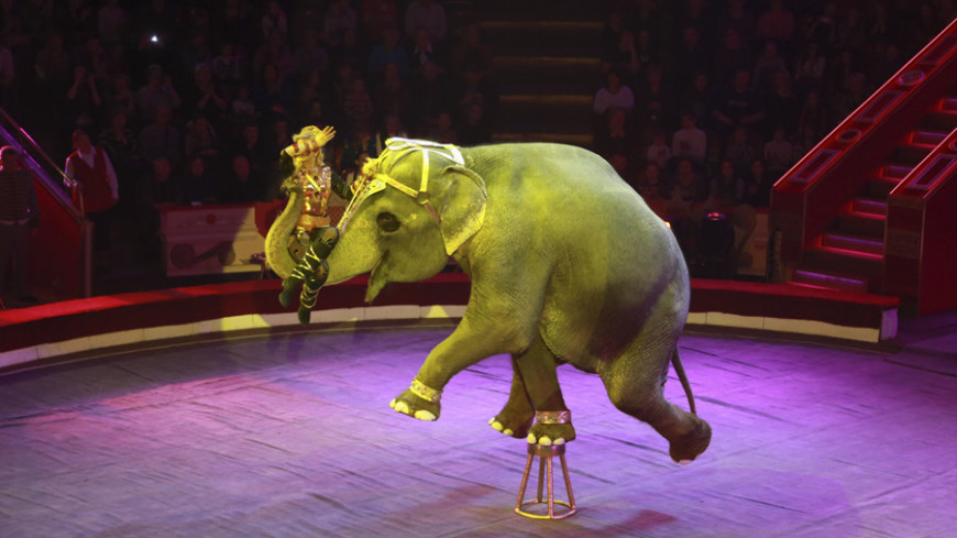Фото: &quot;«Мир 24»&quot;:http://mir24.tv/, арена, цирк, слон