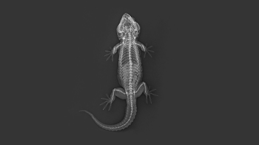 Лондонский зоопарк выложил в Сеть рентгеновские снимки своих животных