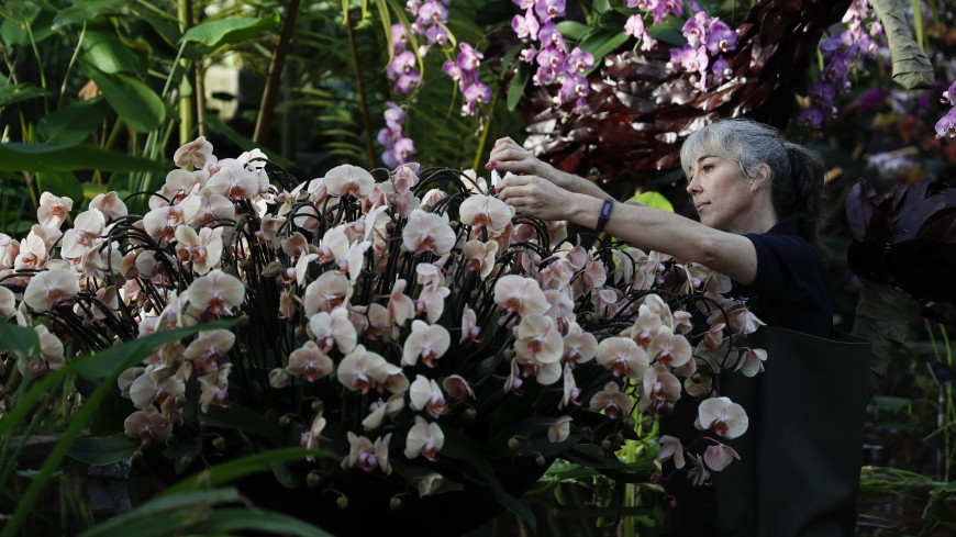 Ленивец, черепаха и ягуар из цветов стали звездами фестиваля орхидей в Лондоне
