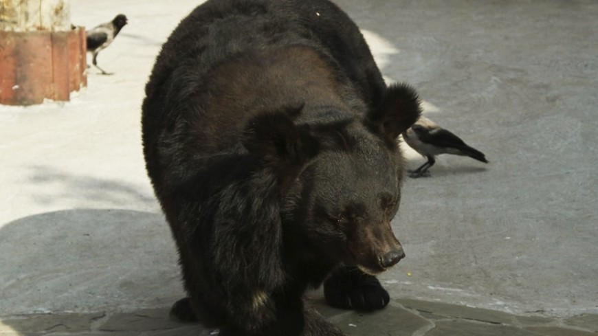 Фото: Татьяна Константинова, "«Мир24»":http://mir24.tv/, медведь