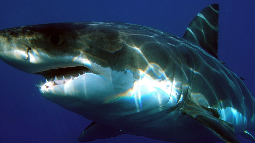 Видео атаки белой акулы впечатлило пользователей Сети