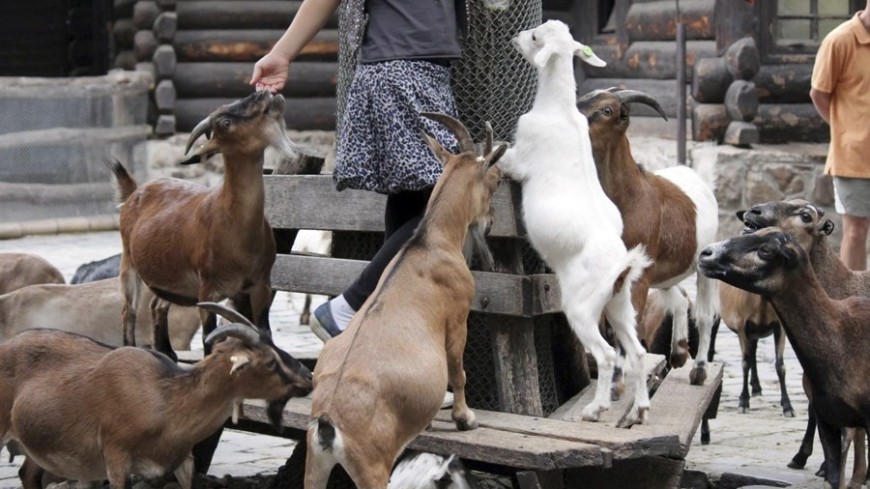 &quot;© Фото: Александр Попов, «МИР 24»&quot;:http://mir24.tv/, домашние животные, зоопарк, коза, козел, животные