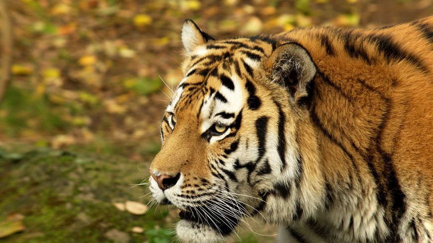 Второй Международный форум по сохранению тигра пройдет в 2020 году в России