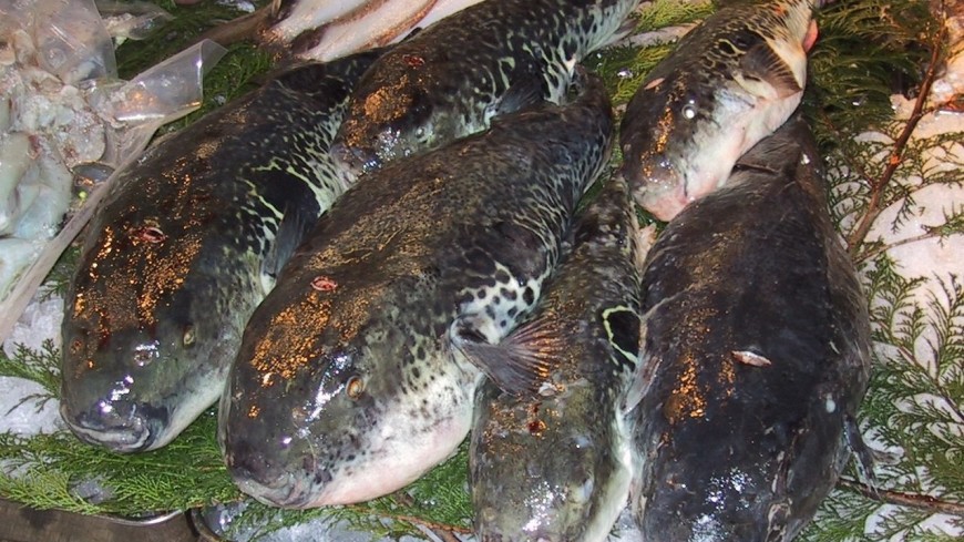 Китайские ученые воссоздали вкус ядовитой рыбы фугу