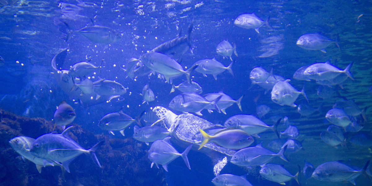 Рыбы огэ биология. Mollisquama mississippiensis. Водоросли примеры. Отеле Берлина лопнул самый большой аквариум рыбы.