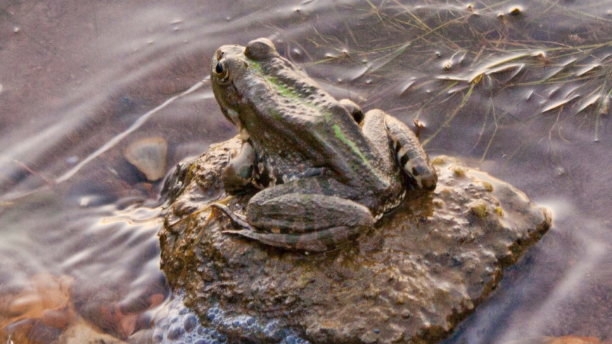 Фото: Елена Андреева, &quot;«Мир24»&quot;:http://mir24.tv/, болото, жаба, лягушка