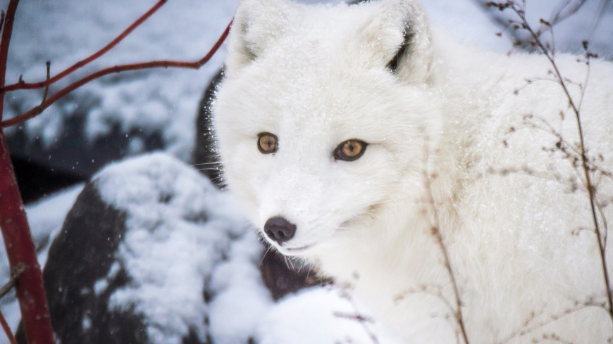 Большое путешествие: полярная лиса добралась по льду из Норвегии в Канаду