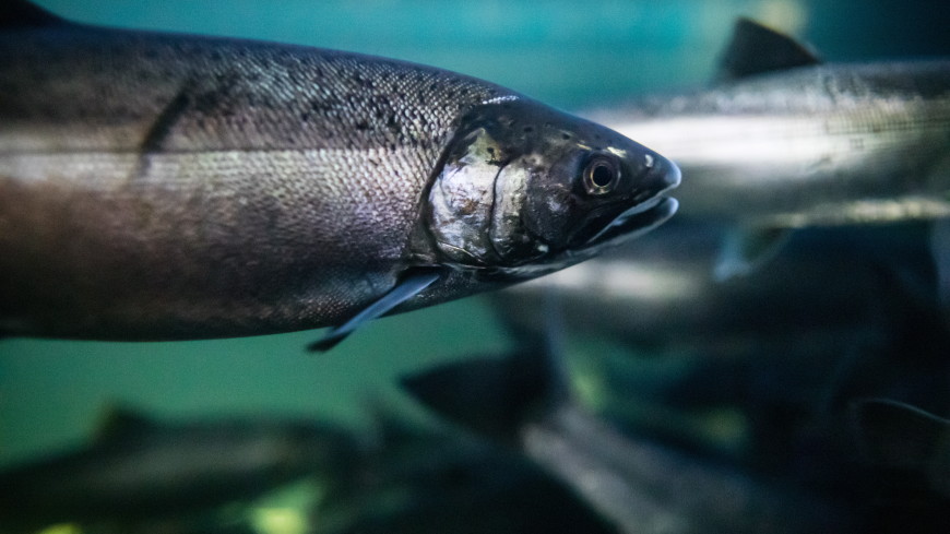 «Русские лососи» атаковали Норвегию и угрожают местным видам рыб