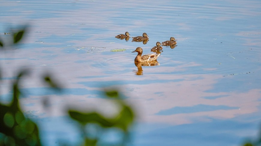 Рекордсмены: у крякв в московских водоемах родилась больше тысячи птенцов