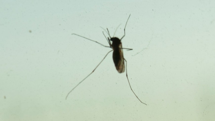 Комары находят своих жертв по особому следу в воздухе